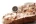 271339_im_2016.webp