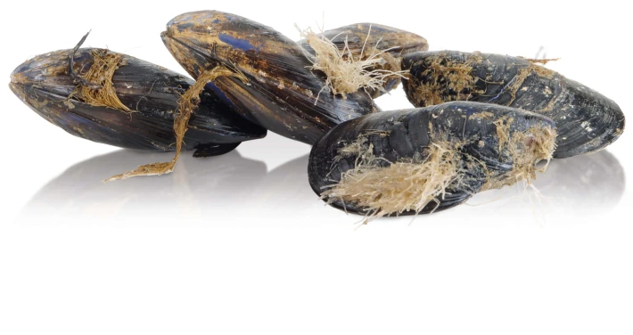Cozze.jpg