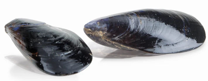 Cozze-Pulite.jpg